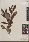 Foto von Salix discolor Muhl.